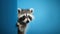 surprised curious raccoon peeks out and looks from around the corner, on a blue background