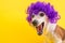 Surprised dog face in lilac curly wig. Yellow bright background. Emotional pet muzzle.