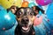 surprised dog on solid bright background with colorful balloons.