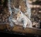 Surprised Eastern Gray Squirrel Making Eye Contact