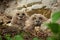 Surprised eurasian eagle-owl chicks on nest in spring nature.