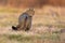 Surprised european wildcat turning back on meadow.
