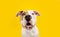 Surprised and exited American Staffordshire puppy looking at camera. Isolated on yellow background