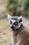 Surprised face. Shocked wide-eyed lemur with open mouth. Funny animal meme image