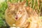 Surprised funny cat portrait showing tongue