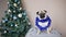 Surprised funny pug dog in Christmas suit looking at camera on Christmas tree background. Happy Christmas and new year