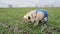 Surprised funny pug dog in green wheat field dressed in straw hat and denim overalls like agrarian farmer.