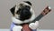Surprised funny pug looks at the camera with a guitar in a festive costume, dog guitarist