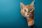 Surprised ginger kitten peeking from corner on blue background. Generative AI