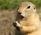 Surprised ground-squirrel eating