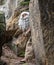 Surprised hermit peeks behind rock.