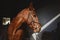 surprised horse in the stall, close up view of fun horse snout with copy space