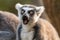 Surprised lemur catta with open mouth and eyes wide open