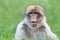 A Surprised-Looking Macaque in Long Grass