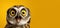 Surprised owl with open beak on yellow background. With copy space for text. Owl or eagle owl close up screams. For poster, banner