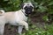 Surprised pug puppy in a flea and tick collar stands with raised paw among green plants in summer garden