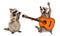 Surprised raccoon looking at a raccoon playing on guitar