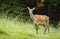 Surprised red deer hind standing on a green meadow and facing camera in summer