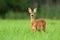 Surprised roe deer fawn looking into camera from front view with copy space.