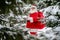 Surprised Santa Claus walks through a snowy coniferous forest at the North Pole in Lapland. Merry Christmas. Postcard.