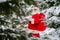 Surprised Santa Claus walks through a snowy coniferous forest at the North Pole in Lapland. Merry Christmas. Postcard.