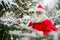 Surprised Santa Claus walks through a snowy coniferous forest at the North Pole in Lapland. Merry Christmas. Postcard.