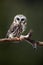 Surprised Saw-Whet Owl