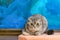 Surprised Scottish fold cat on a background of a colored blue wall. Gray scottish fold cat close-up. Big yellow eyes