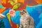 Surprised Scottish fold cat on a background of a colored blue wall. Gray scottish fold cat close-up. Big yellow eyes