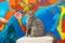 Surprised Scottish fold cat on a background of a colored blue wall. Gray scottish fold cat close-up. Big yellow eyes