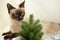 Surprised Siamese cat looks at the fir.