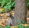 Surprised squirrel standing next to tree in Central Park, NYC