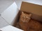 Surprised tabby cat with yellow eyes hiding inside cardboard box