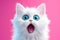 surprised white cat with big blue eyes on a solid pink background
