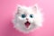 surprised white fluffy cat with blue eyes on a solid pink background