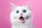 surprised white fluffy cat on a solid pink background