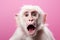 surprised white monkey on a solid pink background