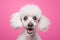 surprised white poodle on a solid pink background