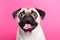 surprised white pug on a solid pink background