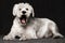 Surprised white schnauzer dog
