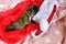 Surprises and gifts for Christmas. Dog pets