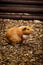Surprising expression of a red-haired guinea pig looking with its mouth open. domestic cavy stands motionless in his paddock and