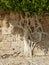 surprising Urban vegetation, A tree grows inside a brick wall and thrives