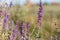 Surprisingly beautiful colorful floral background. Salvia flowers in rays of summer sunlight in outdoors on nature macro, soft foc