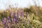 Surprisingly beautiful colorful floral background. Salvia flowers in rays of summer sunlight in outdoors on nature macro, soft foc