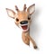 Surprized little cartoon deer