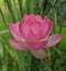 Surreal Banner of Green Lotus Stems and Rose Colored Flower