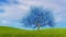 Surreal blue cherry tree in blossom 3D animation