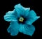 Surreal blue Chinese rose isolated on black