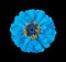 Surreal blue Zinnia flower isolated on black